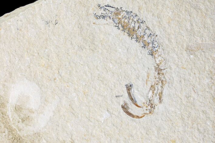 Fossil Mantis Shrimp (Pseudosculda) With Worm - Lebanon #163540